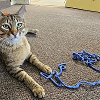 adopt a pet