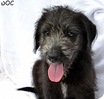old english sheepdog lab mix puppies