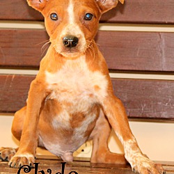 Thumbnail photo of Clyde ~ adopted! #2