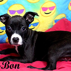 Thumbnail photo of Bon-Bon~adopted! #2