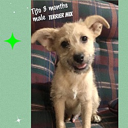 Photo of TITO– 3 MONTHS MALE TERRIER