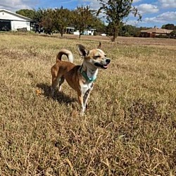 Dallas, TX - Chihuahua. Meet Pica a Pet for Adoption - AdoptaPet.com