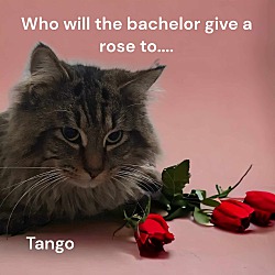 Thumbnail photo of Tango #4