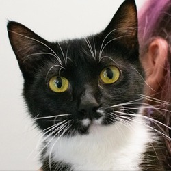 Thumbnail photo of Jewel~ Housed at Sullivan Petsense #1