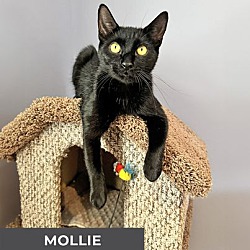 Thumbnail photo of Mollie #2