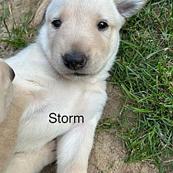 Thumbnail photo of Storm #2