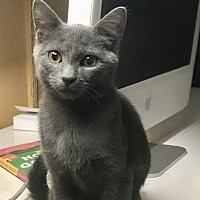 adopt a pet
