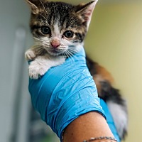 adopt a pet