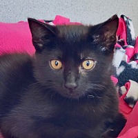 TAJIN (BONDED WITH CILANTRO) - Domestic Shorthair available for adoption