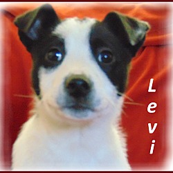 Thumbnail photo of Levi- Adoption Pending #1