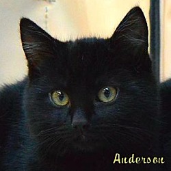 Thumbnail photo of Anderson #1