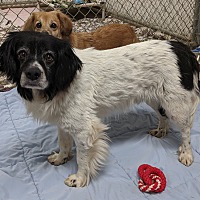 Columbiana County Dog Pound & Adoption Center in Lisbon, Ohio