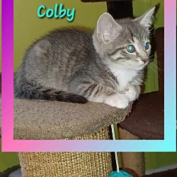Photo of COLBY