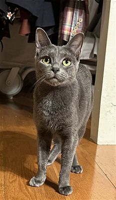 Brooklyn NY Russian Blue Meet Phoebe The Gorgeous Sweetheart A Pet   948147801 