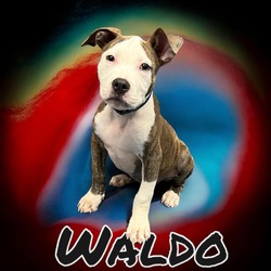 Thumbnail photo of Waldo #1