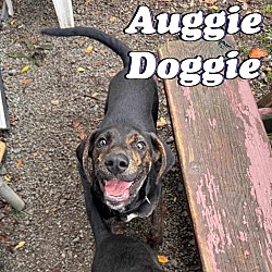 Thumbnail photo of Auggie Doggie #2