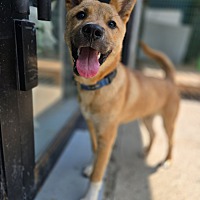 adopt-pet