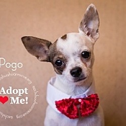 Thumbnail photo of Pogo #1