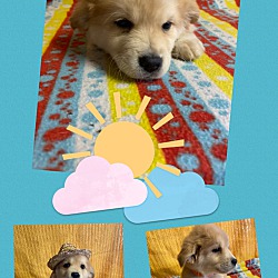 Thumbnail photo of Geel~adopted! #3