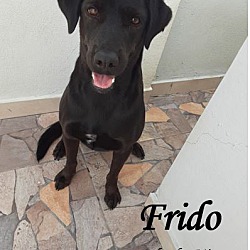 Thumbnail photo of Frido #1