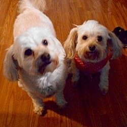 Photo of Molly & Sandy*Adopted
