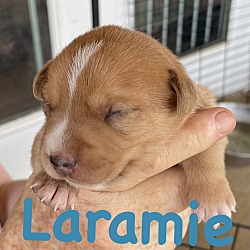 Thumbnail photo of Lacey - Laramie #2