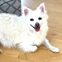 Photo of PRECIOUS PIPPA