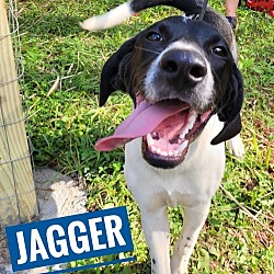 Thumbnail photo of Jagger #3