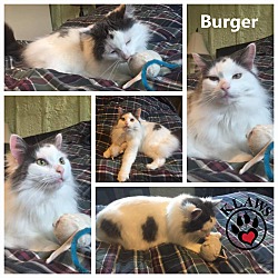 Thumbnail photo of Burger #4