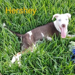 Photo of Hershey