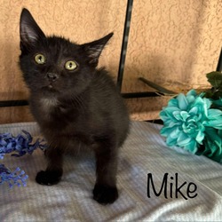 Thumbnail photo of Mike #1