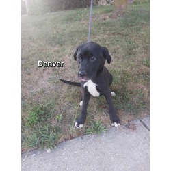 Thumbnail photo of Denver #3