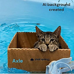 Thumbnail photo of Axle #3