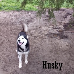 Thumbnail photo of Husky #4