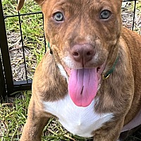 adopt a pet