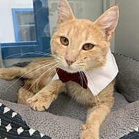 adopt a pet