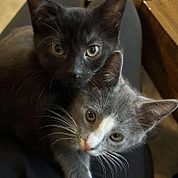 adopt a pet