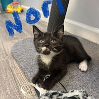 adopt a pet