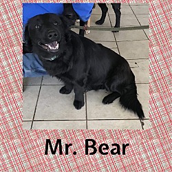 Thumbnail photo of MR. BEAR #1