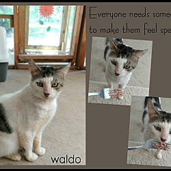 Thumbnail photo of Waldo #4