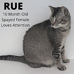 Photo of Rue
