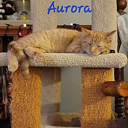 Thumbnail photo of Aurora #2