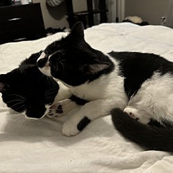 Thumbnail photo of Pippy bonded with Perry #1