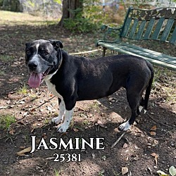 Thumbnail photo of Jasmine #1