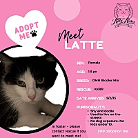 adopt a pet