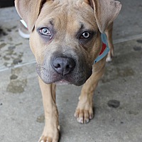 adopt a pet