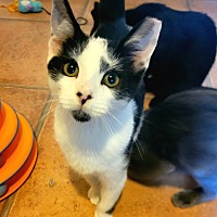 adopt a pet