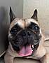 ADORA - French Bulldog available for adoption