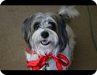 havanese corgi