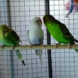 Thumbnail photo of Parakeets #1